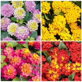 200+Perennial Mix Lantana Flowers Seeds for Planting Outdoors Home Garden