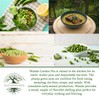 Wando Garden Pea Seeds (Pisum sativum) – 50+ Heirloom Non-GMO