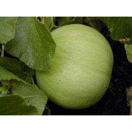 Southeast Seeds Honeydew Green Flesh Melon Seeds, NON-GMO, Variety Sizes Sold, FREE SHIPPING - 50 Seeds