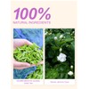 TeeLux Decaf Jasmine Green Tea Bags, Decaffeinated Jasmine Scented Green