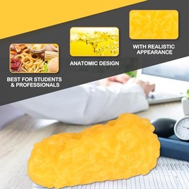 Réplica de músculo y grasa del cuerpo humano de 1 lb con base para exhibición, modelo de tejido muscular anatómico realista de silicona y grasa para nutricionistas, atletas y estudiantes de medicina.