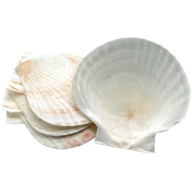 Fox Run Natural Baking Shells