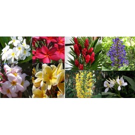 4 Hawaiian Plumeria Plant Cuttings & 5 Ginger Roots