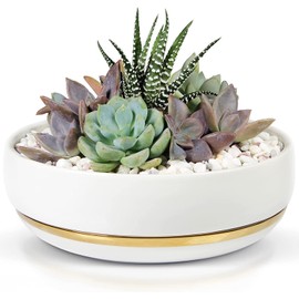 Willowy 6 Inch Succulent Pot with Drainage - Shallow Succulent Planter with Glossy White Finish and Gold Trim - No Plants Included