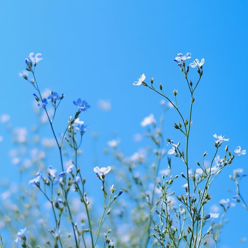 Premium Gold Gluten Free All Purpose Flour, 5 Pound, Gluten-Free,