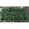 Dwarf Mondo Grass, Flat (18)