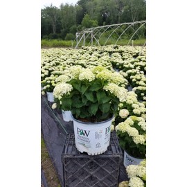 Live plant from Green Promise Farms arb. Invincibelle Limetta (Smooth Hydrangea) Shrub, 3-Size Container, Lime Green to White Flowers