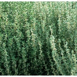 CZ GRAIN 200 Herb Thyme Seeds Organic Heirloom Summer Herbs Seed Made in USA Non-GMO