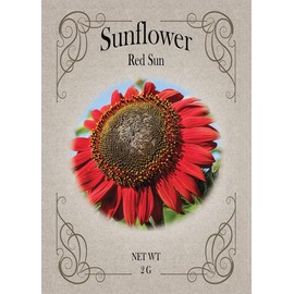 Black Duck Brand Set of Flower Seed Packets! Flower Seeds in Bulk - Great for Creating The Garden of Your Dreams! (25, Red Sun Sunflower)