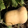 Waltham Butternut Winter Squash Garden Seeds - 4 Oz -