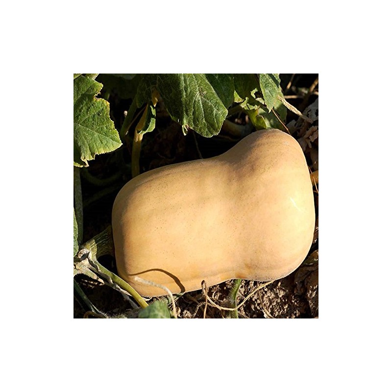 Waltham Butternut Winter Squash Garden Seeds - 4 Oz -