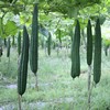 David's Garden Seeds Gourd Luffa 25 Non-GMO, Heirloom Seeds