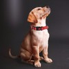 Reflective Nylon Dog Collar with Safety Buckle, Adjustable Pet Collars