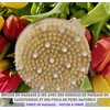 Stephanie Franck Beauty Round dry massage body brush made of