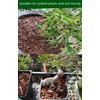 Horticultural Calcined Clay Soil Bonsai Cactus Soil Additive for Succulent