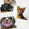 Cat Miscellaneous Goods, Good Fortune, Made in Japan, Cat Kitten,