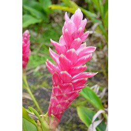HAWAIIAN PINK GINGER PLANT 2" POT ~ GROW HAWAII