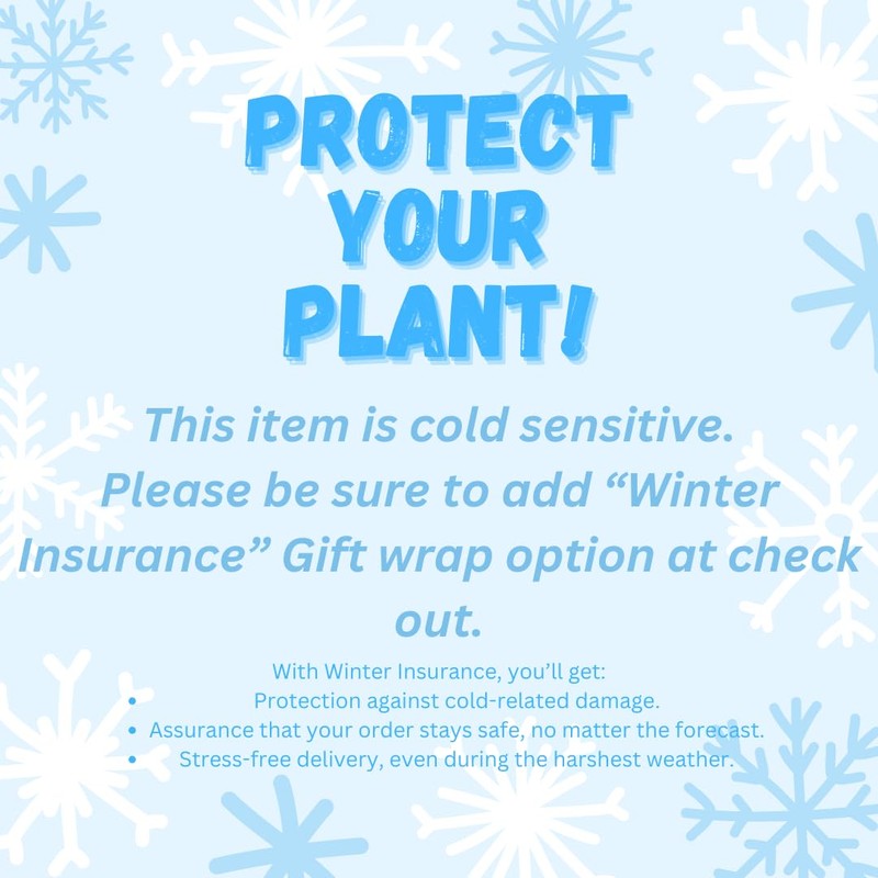 Arabica Coffee Plant - 6'' from California Tropicals