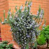 Rosmarinus Officinalis Prostratus, Trailing Rosemary, Creeping Rosemary, Fragrant Plant, Edible