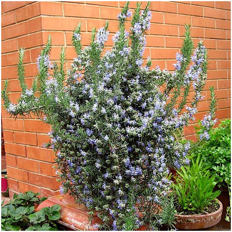 Rosmarinus Officinalis Prostratus, Trailing Rosemary, Creeping Rosemary, Fragrant Plant, Edible