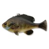 3D Pulse Tail Line Thru 5 1/2" (Bluegill) 3416 One