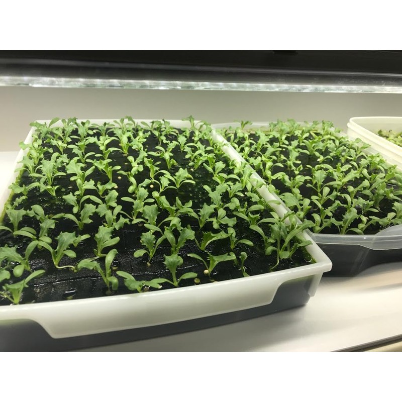 Generic Hydroponics Sponge, Pack of 100 Hydroponics Sponge for Growing