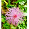 TomorrowSeeds - Sensitive Plant (Shameplant) Seeds - 300+ Count -