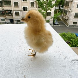 Animal specimens Filled with Real Eurasian Chicken/Duck specimens Teaching/Decoration/Props Decoration (Chick)