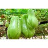 Chayote Squash With Pot Live Vegetable Ready To Plant