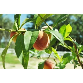 American Plant Exchange Belle of Georgia Peach Tree, Live Large 5-Gallon Pot, Medium-Sized Peaches, Self-Pollinating, Firm Sweet Fruit with White Flesh, Outdoor/Landscape Tree