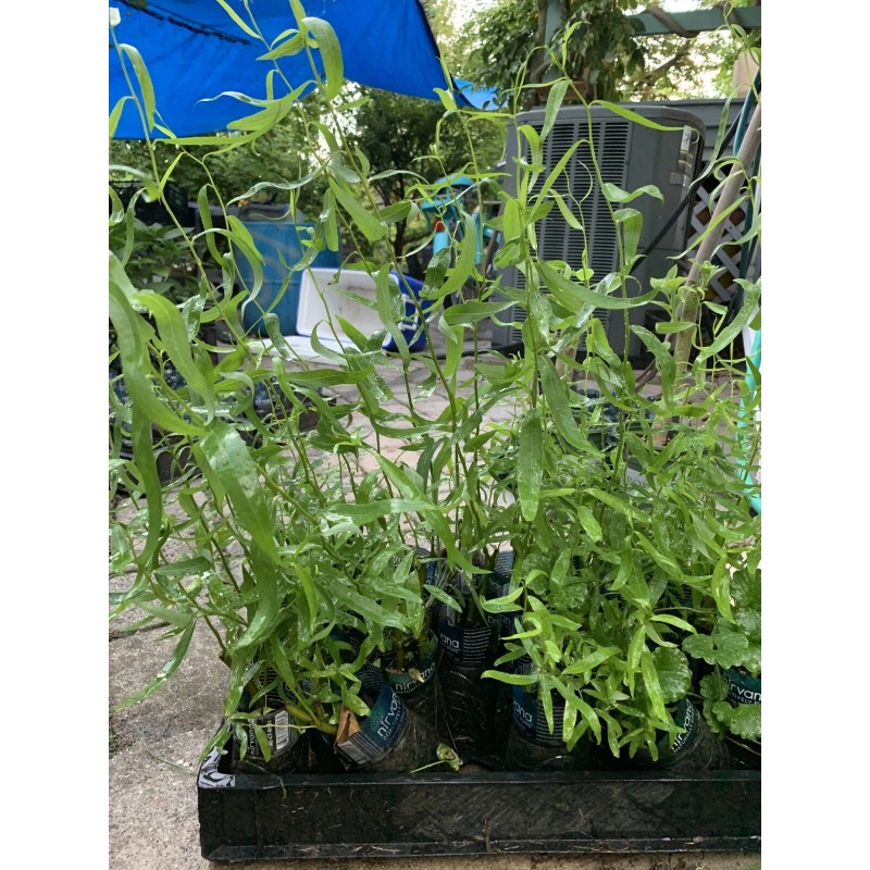 live plant Corkscrew Willow Tree Twisted limbs, 1 year old