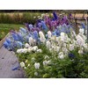 Non GMO Bulk Rocket Larkspur 'Giant Imperial Mix' Consolida ambigua