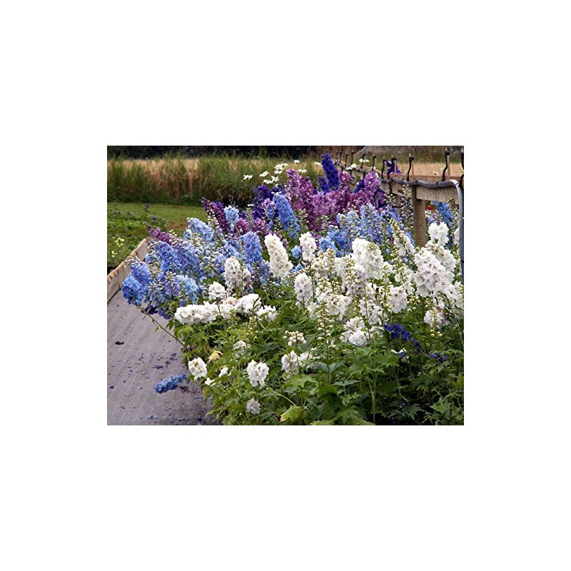 Non GMO Bulk Rocket Larkspur 'Giant Imperial Mix' Consolida ambigua