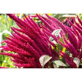 Amaranth Paniculatus Red Shank Seeds for Planting 400+ Seeds Exotic Plants Garden