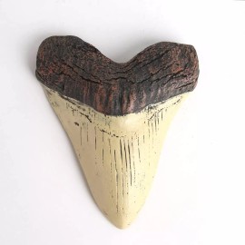 5.5 Inch Megalodon Tooth Ivory Color With Serrations (Replica)