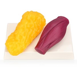 Réplica de músculo y grasa del cuerpo humano de 1 lb con base para exhibición, modelo de tejido muscular anatómico realista de silicona y grasa para nutricionistas, atletas y estudiantes de medicina.
