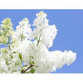CZ Grain 25 White Japanese Lilac Seeds (Extremely Fragrant)