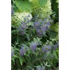 Beyond Midnight® Bluebeard - 4" Pot - Caryopteris - Proven