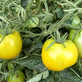 Lime Green Salad Tomato Seeds - 4 Oz ~27200 Seeds - Non-GMO, Heirloom - Vegetable Garden - Solanum lycopersicum