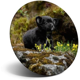 Destination Vinyl ltd Magnet for Refrigerator, Fridge - Cute Little Black Chihuahua Dog Puppy for Office, Cabinet and Whiteboard, Magnetic Stickers, 44788