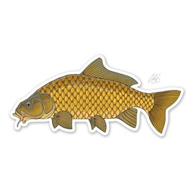 Eds Fly Shop Casey Underwood Common Carp Decal Sticker