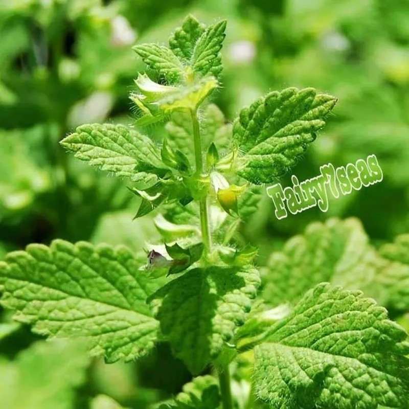 Fairy7Seas Lemon Balm Seeds - Melissa officinalis - Honey Plant