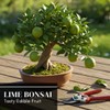 Dwarf Lime Tree Seeds – 20+ Healthy Seeds for Planting