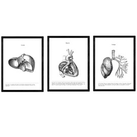 Nacnic Anatomy Posters Set of 3. Vintage Style Wall Decoration Illustration of Liver Heart Lungs and Other Body Parts. Various Human Body and Anatomy Pictures Without Frame. Size A3
