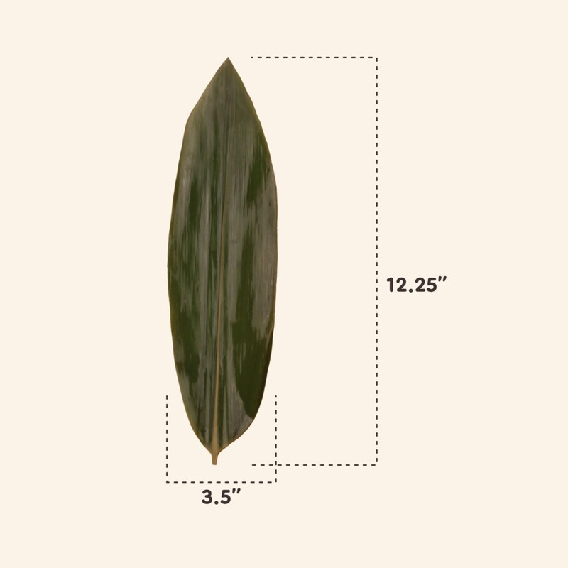 BambooMN Bamboo Leaves for Cooking Zongzi, Banana Leaf Alternative, Grilling/Barbeque,