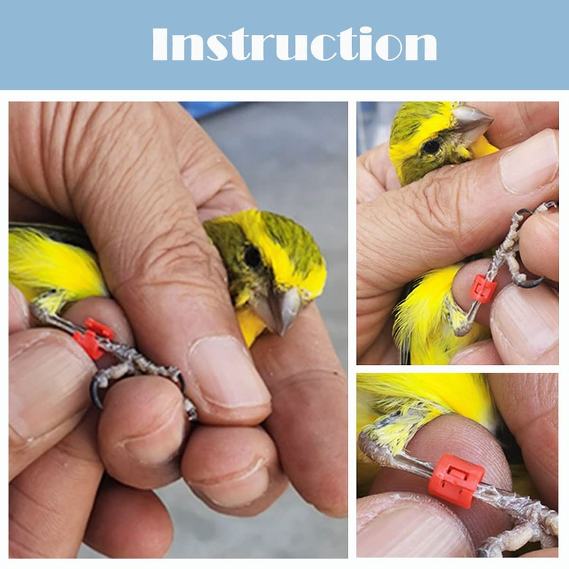 FOIBURELY 20 pcs Bird Leg Clip Ring 3mm for Canary