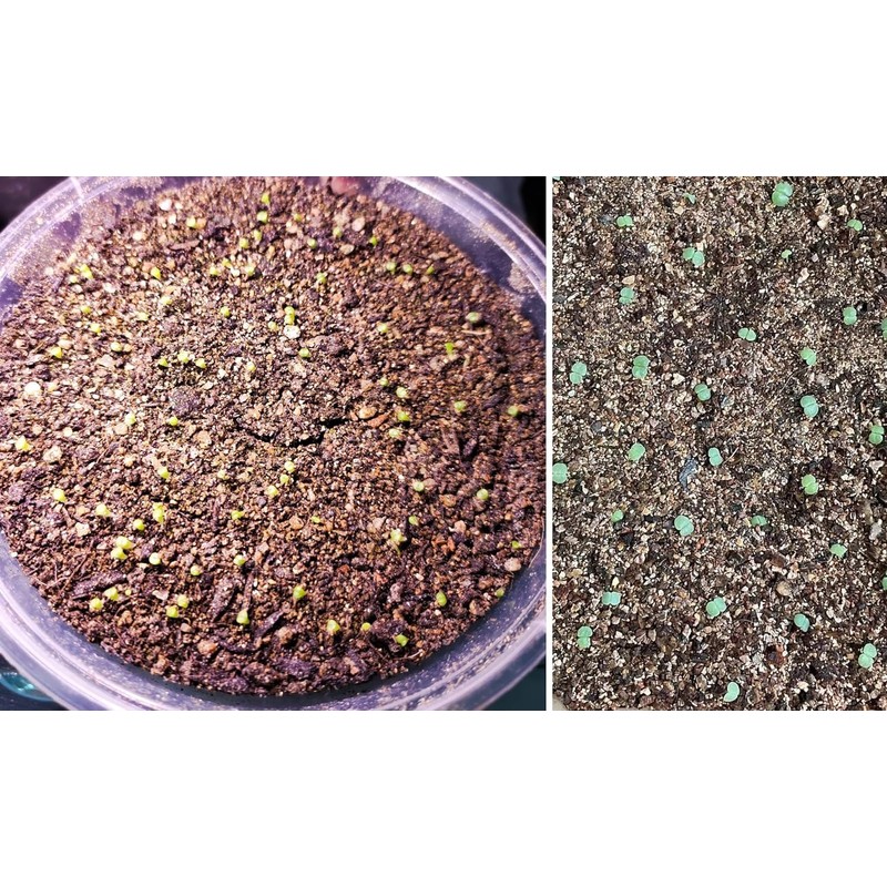 50 QT Professional Grade Horticultural Organic Vermiculite and Perlite (Vermiculite,