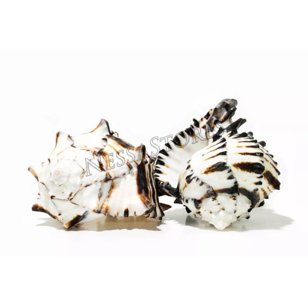 Black Murex Phyllonotus erythrostomu Hermit Crab Sea Shell 5-6" (