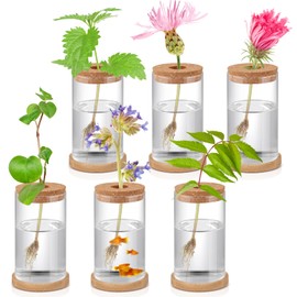6 Pcs Plant Terrarium Desktop Glass Planter Plant Propagation Tabletop Propagation Vase Containers with Cork and Wooden Saucer for Growing Hydroponic Plants Garden Home Office Decor (2.56 x 4 Inch)