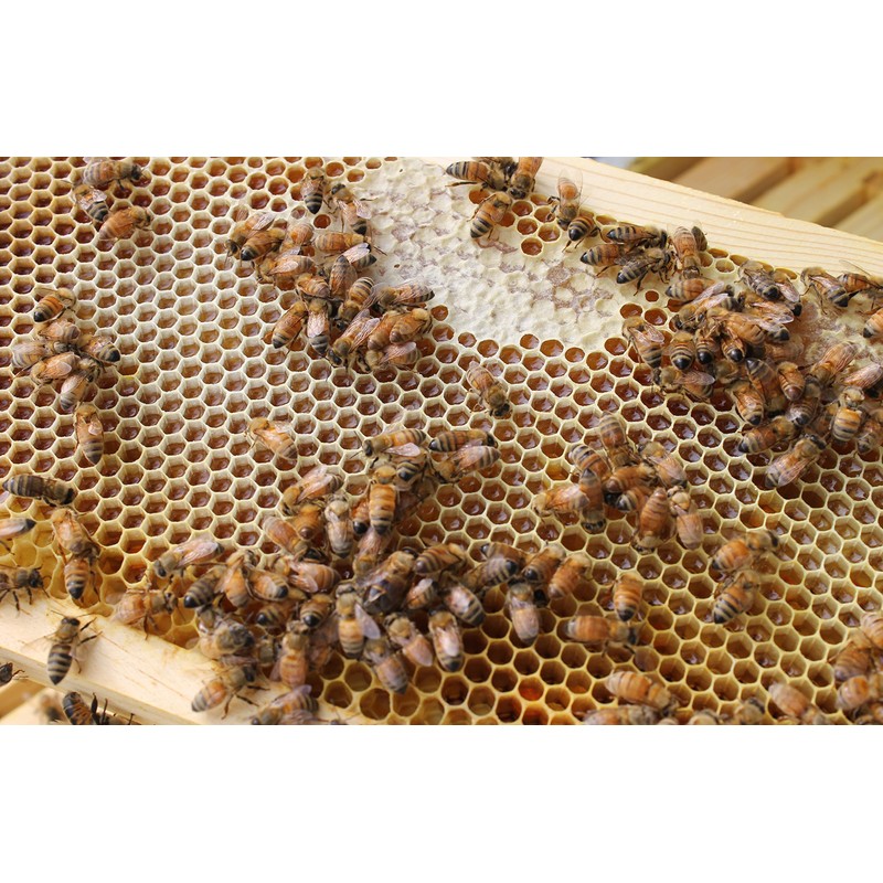 Raw Honey Pure Natural Nebraska Honey One 5lb Jug